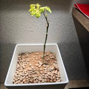 import placeholder for 6117